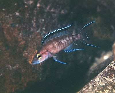 Neolamprologus buescheri 'Cape Chaitika'